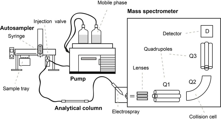 Schematic overview of a LC-MS/MS system with a triple quadrupole mass analyzer.