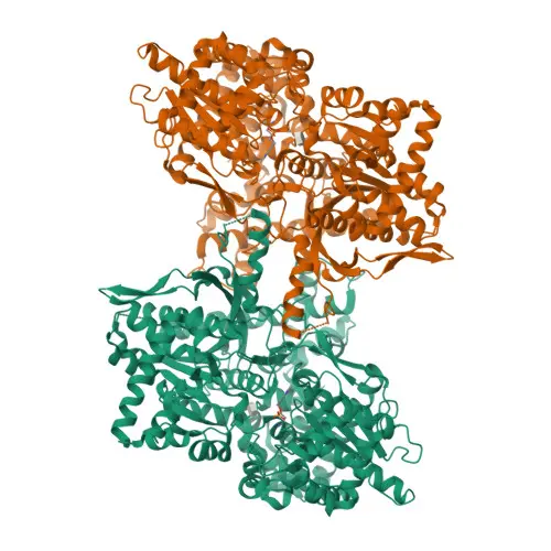 [9012-69-5] Phosphorylase B ex. Rabbit Muscle, 50U/mg